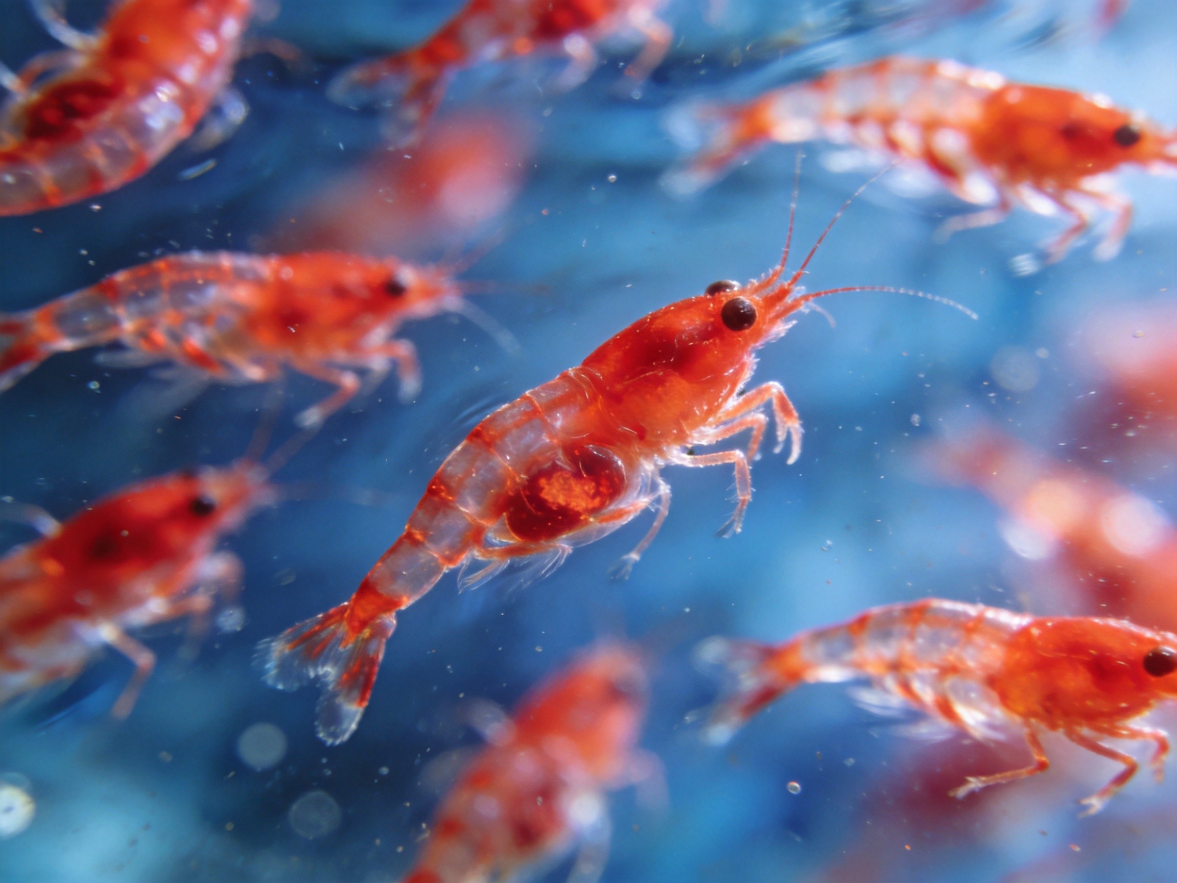 Red artemia nauplii from Aral Sea cysts - distinctive red coloration