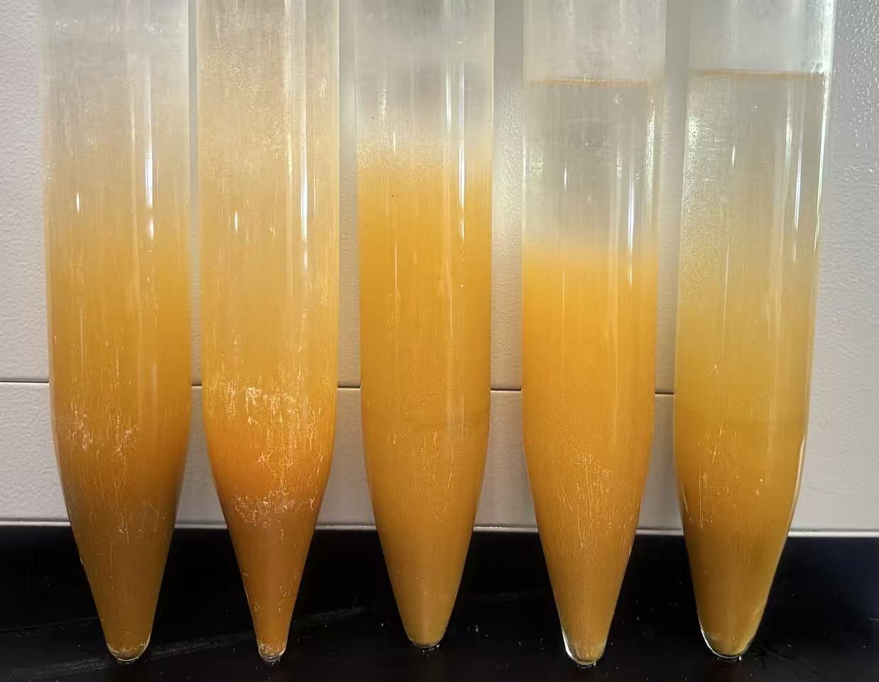 Artemia cysts hatch rate comparison test in laboratory